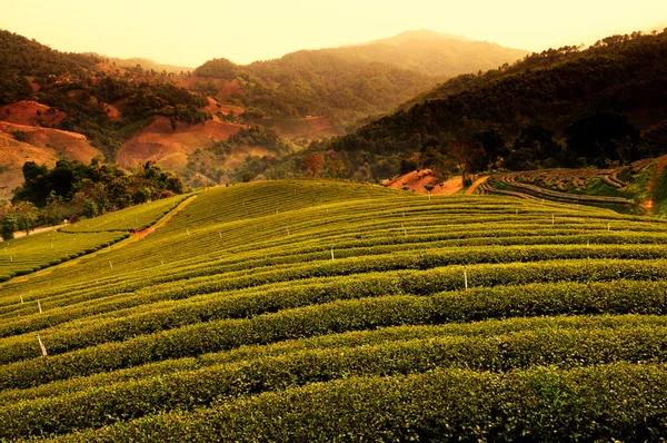 Teplantage med bergskedjan bakgrund — Stockfoto