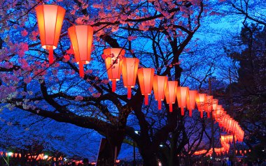 Cherry Blossom görüntüleme (O-Hanami) Festivali