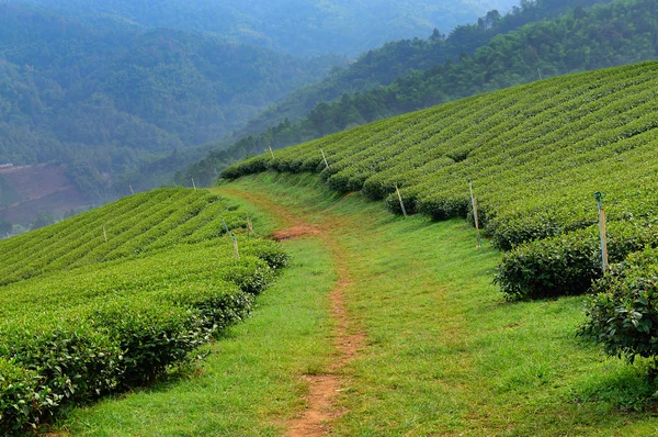Teplantage med bergskedjan bakgrund — Stockfoto