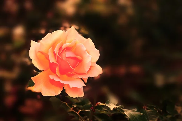 Rosa arancione sotto la luce calda del sole — Foto Stock