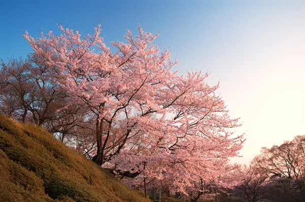 Cherry Blossoms at Kiyomizu-dera, Kyoto, Japan — Stock Photo, Image