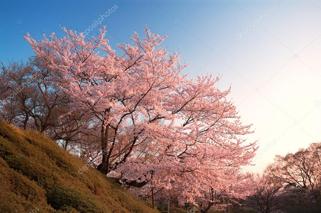 Cherry Blossoms at Kiyomizu-dera, Kyoto, Japan