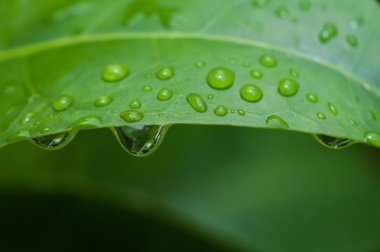 Yeşil yapraklı su damlacıkları