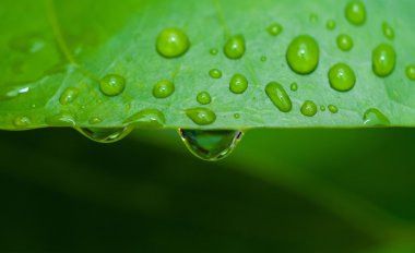 Yeşil yapraklı su damlacıkları