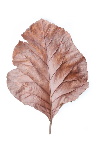 Dry leaves on white background, Teak leaves. Stock Photo by  © 116619838