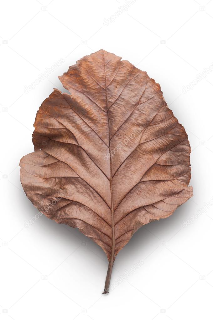 Dry leaves on white background, Teak leaves. Stock Photo by  © 116619822