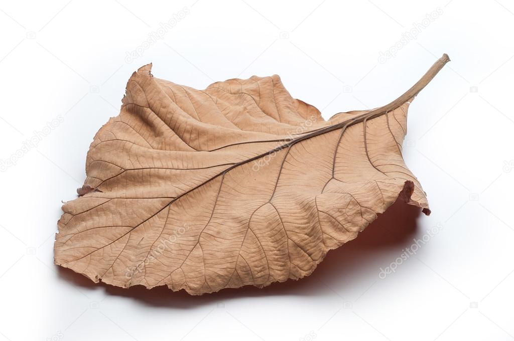 Dry leaves on white background, Teak leaves Stock Photo by  © 116619832