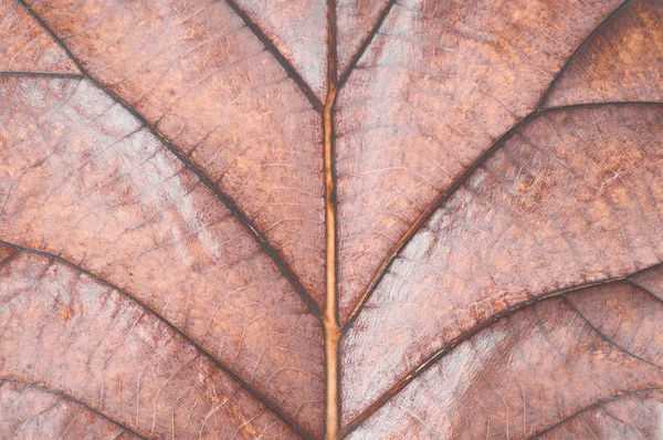 Feuilles sèches sur fond blanc, Feuilles de teck . — Photo