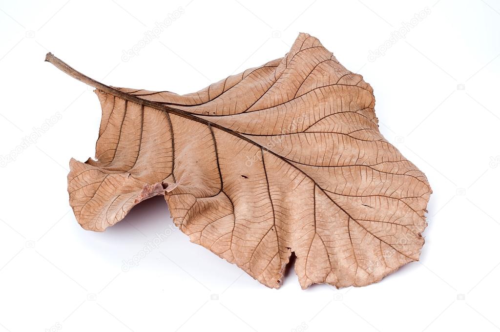 Dry leaves on white background, Teak leaves. Stock Photo by  © 116620148