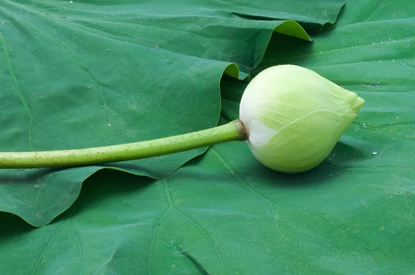 Lotos na liściu lotosu — Zdjęcie stockowe