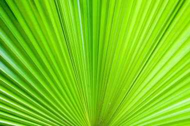 Yeşil palmiye yaprağı kapatmak arka plan