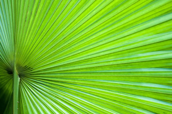 Groene palmtak close-up achtergrond — Stockfoto