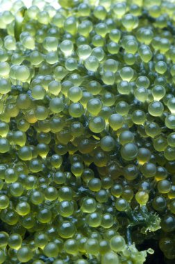 Beyaz arka plan üzerinde izole yosun salata. Oval deniz üzüm seaw