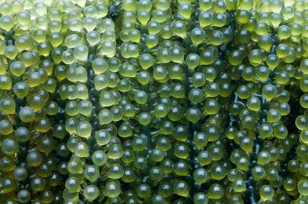 Caulerpa lentillifera, Sea Grapes — стоковое фото