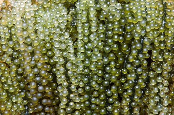 Caulerpa lentillifera, Sea Grapes — стоковое фото