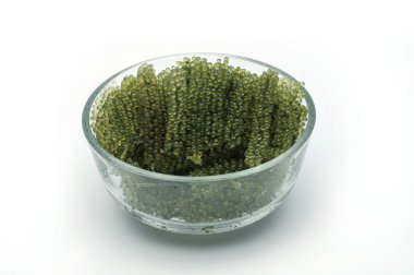 Caulerpa lentillifera, deniz üzüm beyaz arka plan yalıtmak.