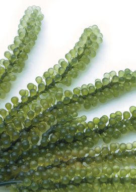 Caulerpa lentillifera, deniz üzüm beyaz arka plan yalıtmak.