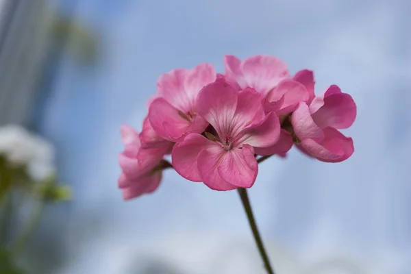 Güzel pembe çiçek — Stok fotoğraf