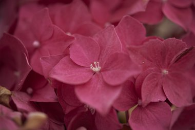 tam ekran pembe çiçekler