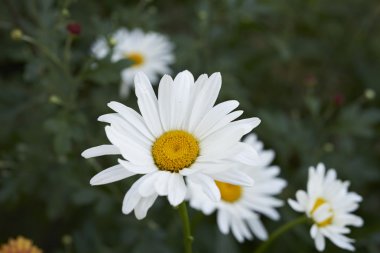 Bahçedeki beyaz papatyalar