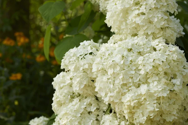 Fleurs blanches dans le jardin — Photo