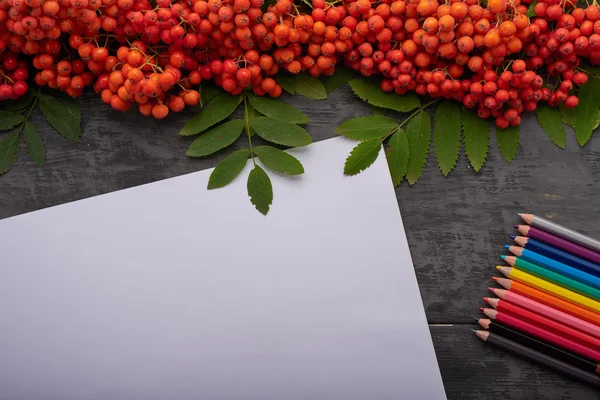 White paper, colored pencils and mountain ash on the table — Stock Photo, Image