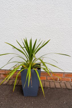 Cordyline Australis, tencerede beyaz dokulu bir duvara karşı bitki yetiştiriyor.