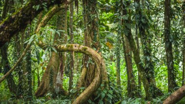 Orman Vibes ve thangs