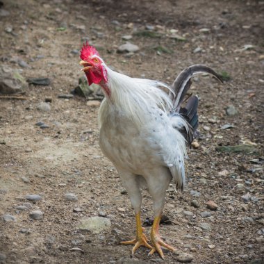 -Dalga mı geçiyorsun