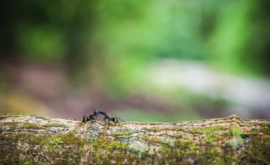 Altın marangoz karıncalar