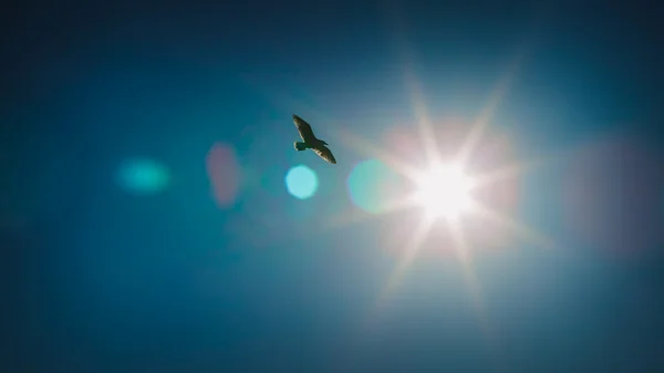 Höhenflug in der Sonne Stockfoto