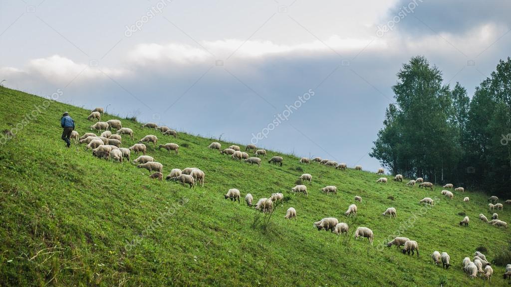 Sheep grazing on a steep slope of Kellerjoch, North Tyrol, Austria Stock  Photo - Alamy