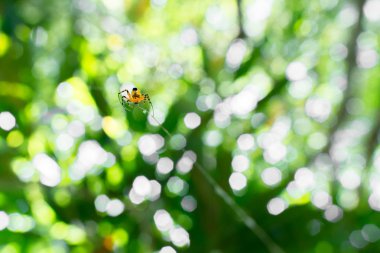 Tayland turuncu örümcek