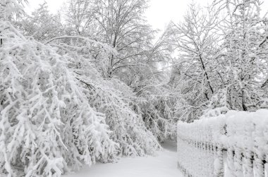 Kış fırtına sonra ağaçlarda kar ile