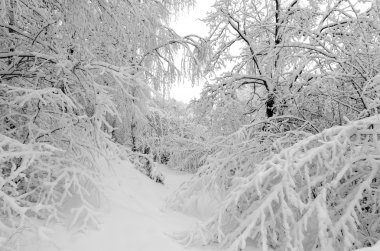 Ağaçlarda kar kış