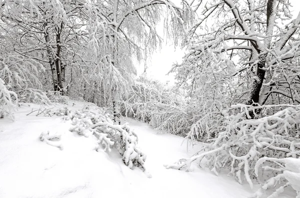 Nach Schneesturm Wintersaison Foto — Stockfoto