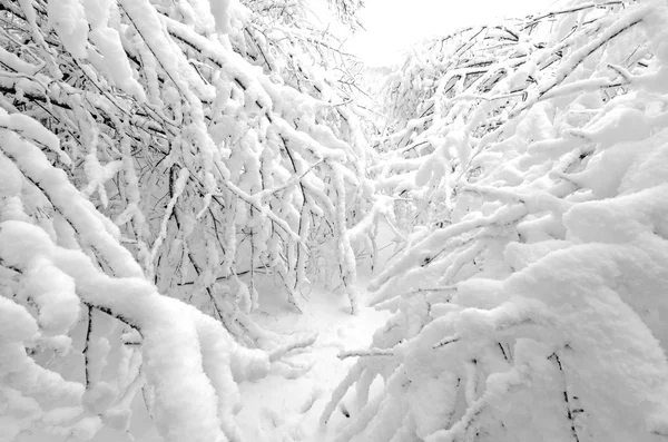 Winter mit Schnee auf Bäumen nach Schneesturm — Stockfoto