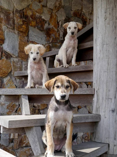 Merdivenlerde üç köpek