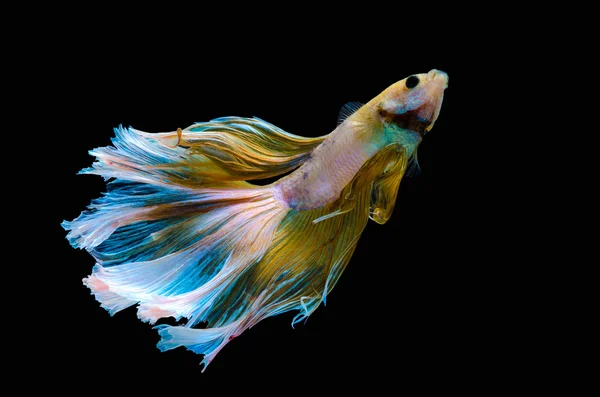 Betta Siamese aquário combate peixes — Fotografia de Stock