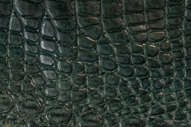 Timsah, yeşil renkli deri