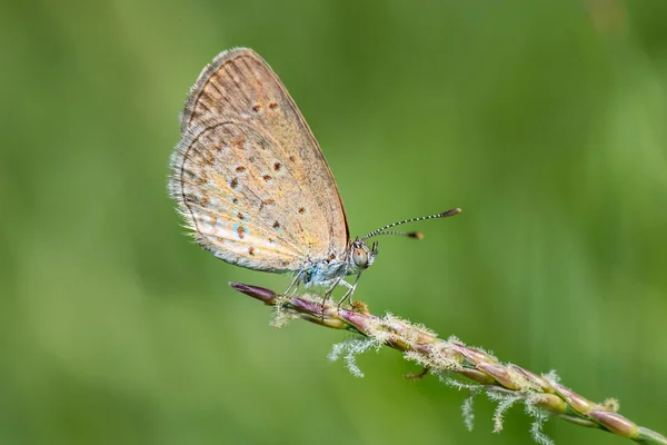 Blue butterfly, Polyommatus icarus on a wild flower — Stock Photo, Image