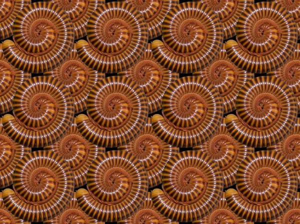 Millipedes gusanos en espiral primer plano — Foto de Stock