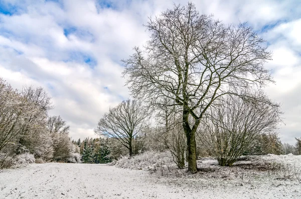 Winter nach Schneefall — Stockfoto