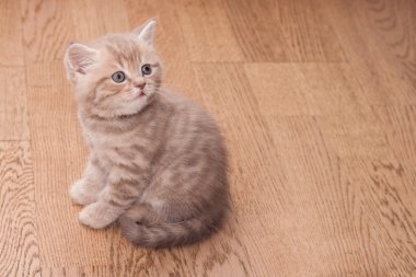 Safkan İskoç düz yavru kedi