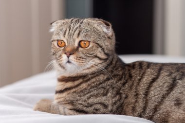 İskoç Fold kedi turuncu gözleri bakar