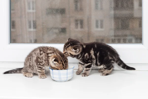 Birçok İskoç Fold ve düz kedicikler