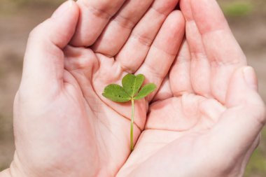 Yonca üç kadın palmiye yaprakları