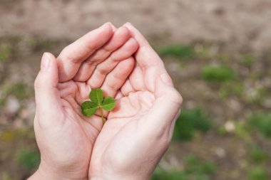 Yonca üç kadın palmiye yaprakları