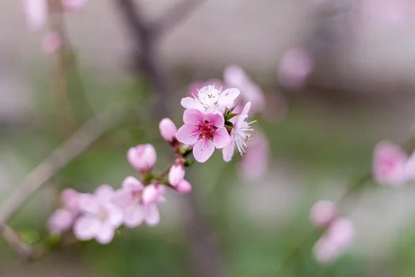 Primavera Sakura Flores —  Fotos de Stock