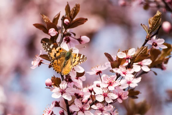 Sakura a motýl — Stock fotografie